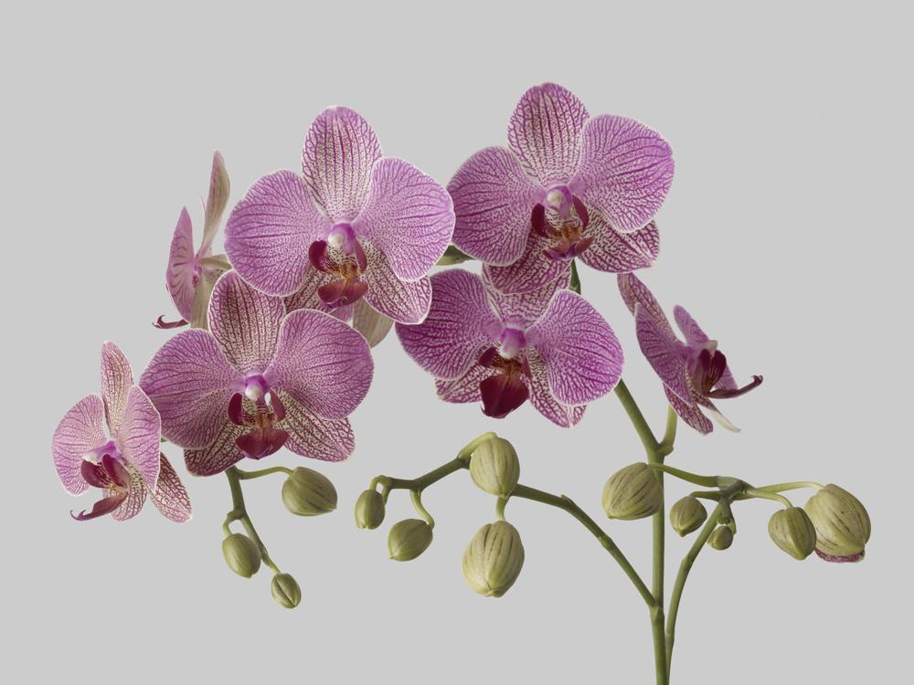 Orchids in Sarah Buckle&rsquo;s Brisbane practice